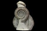 Stunning, Dactylioceras Ammonite Cluster - England #92584-1